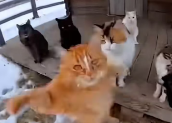 P0902008 cat rescued puppy jaws of tiger (Part 2)