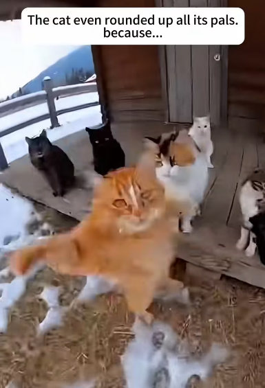 P0902008 cat rescued puppy jaws of tiger (Part 2)