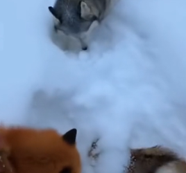 P2712018 After being rescued snow, fox brings back an unexpected gu (Part 2)