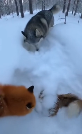 P2712018 After being rescued snow, fox brings back an unexpected gu (Part 2)