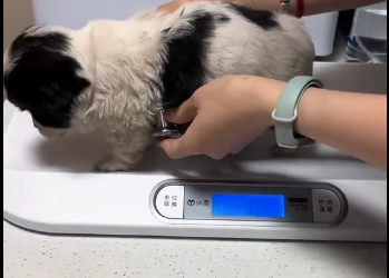 B3003004 I found a shivering puppy abandoned by the roadside. I rescued him and then…❤️(Part 2)