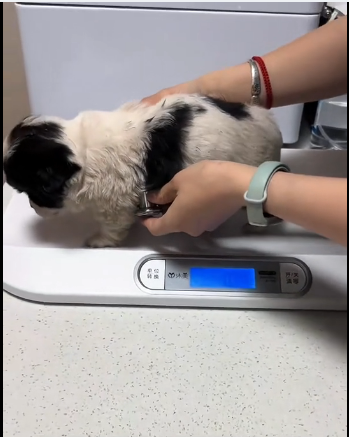 B3003004 I found a shivering puppy abandoned by the roadside. I rescued him and then…❤️(Part 2)