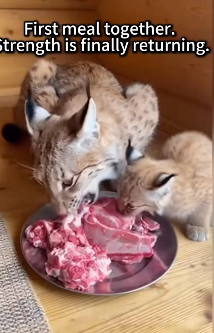 P1602010 Finding a Lynx Bound to a Tree in Its Final Moments (Part 2)