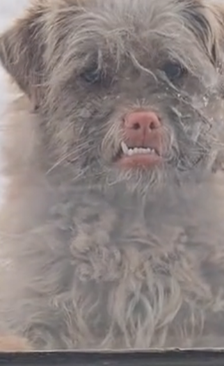 U3103001 A helpless animal was found alone and in desperate need of care. (Part 2)