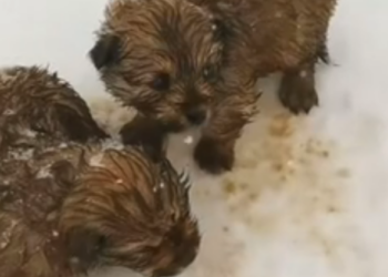 U3103003 Covered in dirt and fear, the animal slowly began to trust its rescuers. (Part 2)