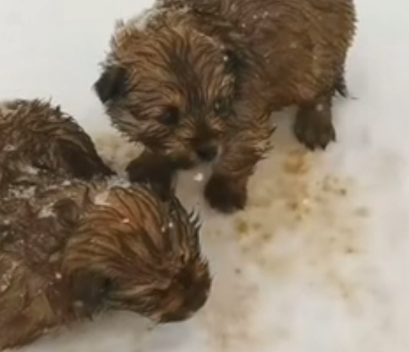 U3103003 Covered in dirt and fear, the animal slowly began to trust its rescuers. (Part 2)