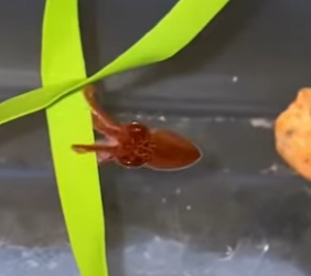 D0204001 Baby octopus (Part 2)