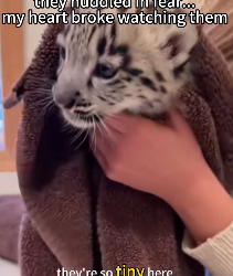 P0702003 Rescued snow leopard cubs after mom death in blizzard, month reun (Part 2)