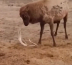 D0204006 Animals shedding antlers (Part 2)