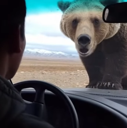 P0101008 Mother Bear Chases Down Car to Save Her Cub an Eagle Nest (Part 2)