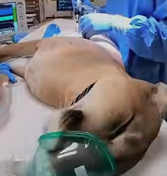 P0902009 cougar blocked my path (Part 2)