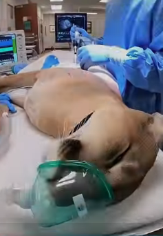 P0902009 cougar blocked my path (Part 2)