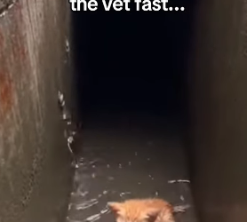 P1403011 The Cat Who Knocked on the Door of the Heart ❤️ Real animal rescues that cross borders ❤️🐾 Giving a (Part 2)