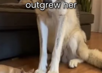 F2802001 My Chihuahua Raised Wild Wolf (Part 2)