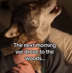 P0502008 Man domesticates wolf (Part 2)