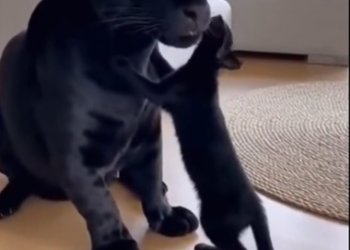F1803007 My Cat Adopted A Black Jagua (Part 2)