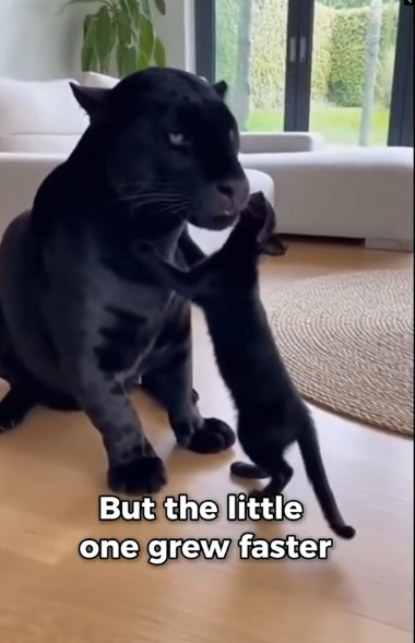 F1803007 My Cat Adopted A Black Jagua (Part 2)