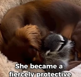 F1803009 My Dachshund Saved A Baby Racoon (Part 2)