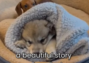 F1803012 Wolf Raised By A Dachshund Then His Real Mother Returned (Part 2)