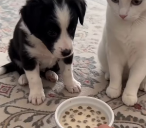 F1803011 My cat found a baby Border Collie in the trash (Part 2)
