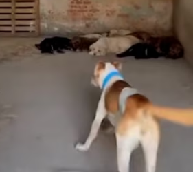 F1803004 Dogs Rescue a Stolen Kitten and Bring It Back to Its Mother (Part 2)