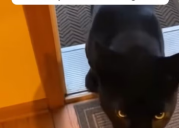 P2402003 Protection began with kindness (Part 2)