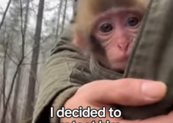 F1403010 The Little Monkey Who Found a Mom in a Toy ❤️ Real animal rescues that cross borders (Part 2)