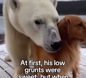 F1403004 He heard the low grunts all the way home ❤️ Real animal rescues that cross borders ❤️🐾 Giving anima (Part 2)
