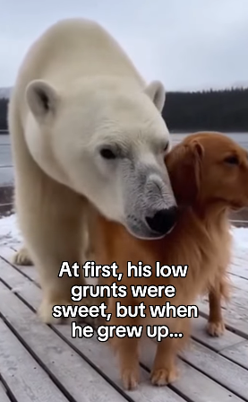 F1403004 He heard the low grunts all the way home ❤️ Real animal rescues that cross borders ❤️🐾 Giving anima (Part 2)