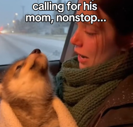 F1403002 Like She Was Born to Be His Mom… Until the Wild Called Him Back (Part 2)