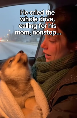 F1403002 Like She Was Born to Be His Mom… Until the Wild Called Him Back (Part 2)