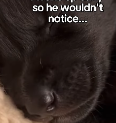 F1403001 The moment my cat adopted a wild wolf changed everything (Part 2)