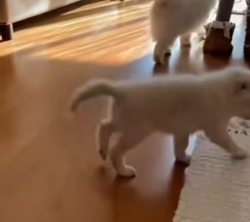 F1203012 My Cat Nursed a Wolf Pup, What He Did Next Left Me Speechless (Part 2)