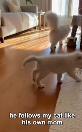 F1203012 My Cat Nursed a Wolf Pup, What He Did Next Left Me Speechless (Part 2)