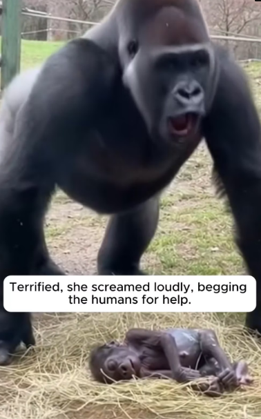 L1103005 She Screamed Because Her Baby Wasn’t Moving (Part 2)