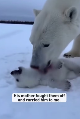 L1103004 another baby polar bear rescue mission (Part 2)