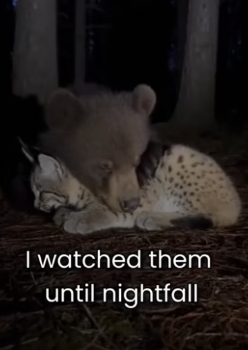 L1103003 This Mother Lynx Dont Want Her Baby (Part 2)