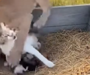 F1803005 💔➡️❤️This Border Collie risked everything to save a cat mom from a cougar. (Part 2)