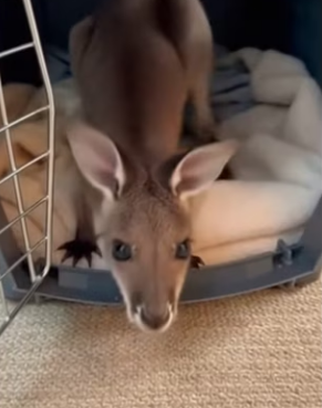 F2003006 She didn’t realize she dropped him (Part 2)