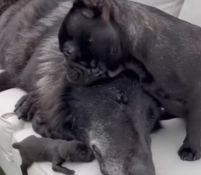 F2003004 My French Bulldog assisted In The Birth Of A Wild Wolf (Part 2)