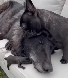 F2003004 My French Bulldog assisted In The Birth Of A Wild Wolf (Part 2)