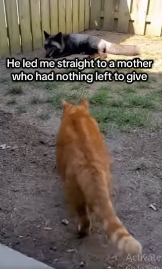 F2003001 My cat brought a baby and took me to its mom (Part 2)