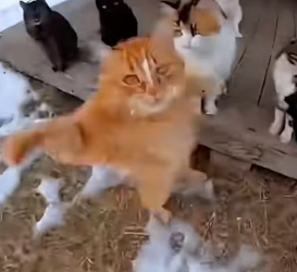 P0902008 cat rescued puppy jaws of tiger (Part 2)