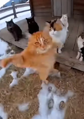 P0902008 cat rescued puppy jaws of tiger (Part 2)