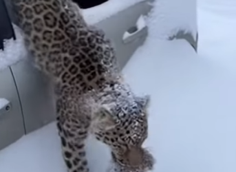 F2003010 A mother leopard came to my cabin begging for help…(Part 2)