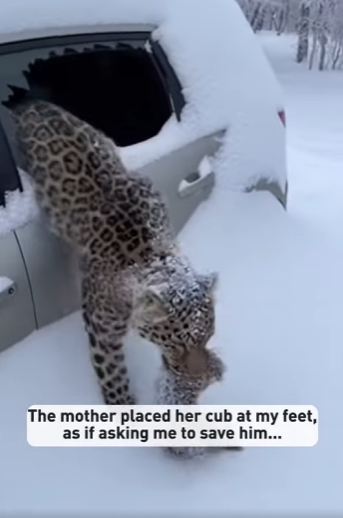 F2003010 A mother leopard came to my cabin begging for help…(Part 2)