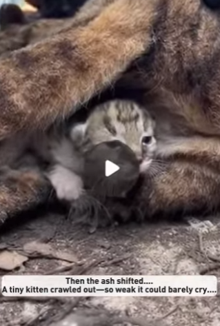 F2003011 I walked into the forest after the fire and found a caracal mother burned black (Part 2)