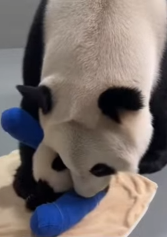 F2003009 A panda cub falls from a great height (Part 2)