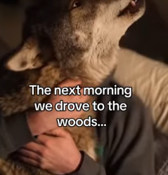 P2512009 Man domesticates wolf (Part 2)