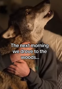 P2512009 Man domesticates wolf (Part 2)